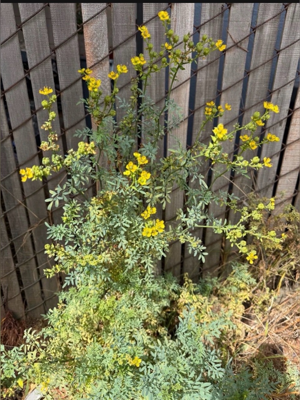 Yellow Wildflower Stem Accent - Home Accents ruta plant ruta plant 4 pieces